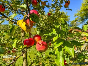 FILM! Proprietate traditionala,de poveste,cu 3.000 mp teren intravilan,Zagon,Covasna - imagine 3