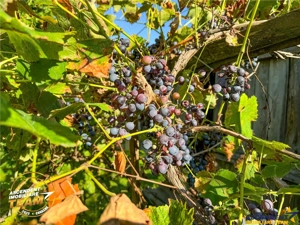 FILM! Proprietate traditionala,de poveste,cu 3.000 mp teren intravilan,Zagon,Covasna - imagine 6