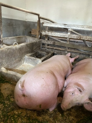 Vând porci rasă de carne 