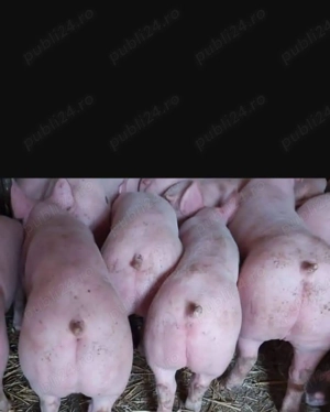 Vând porci rasă de carne  - imagine 2 Vând porci rasă de carne  - imagine 2