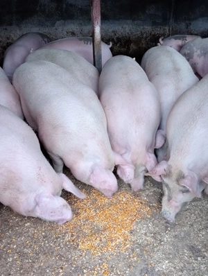 Vând porci rasă de carne  - imagine 4 Vând porci rasă de carne  - imagine 4