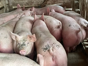 Vând porci rasă de carne 