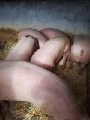 Vând porci rasă de carne  - imagine 2 Vând porci rasă de carne  - imagine 2