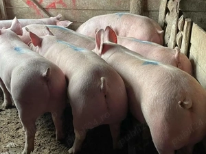 Vând porci rasă de carne  - imagine 4 Vând porci rasă de carne  - imagine 4