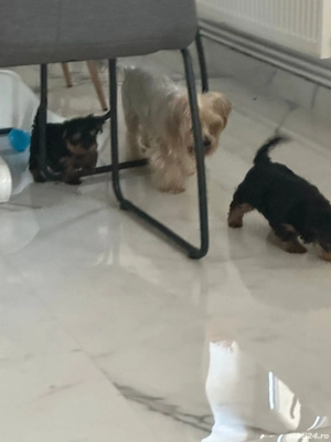vand pui yorkshire terrier - imagine 5