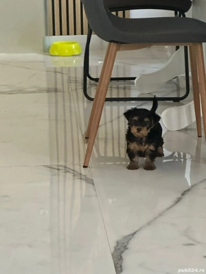 vand pui yorkshire terrier - imagine 4
