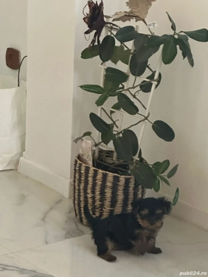 vand pui yorkshire terrier - imagine 3