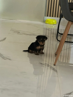 vand pui yorkshire terrier