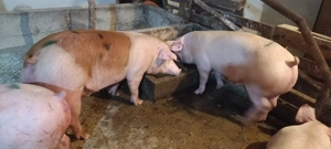 Vând porci rasă de carne  - imagine 6