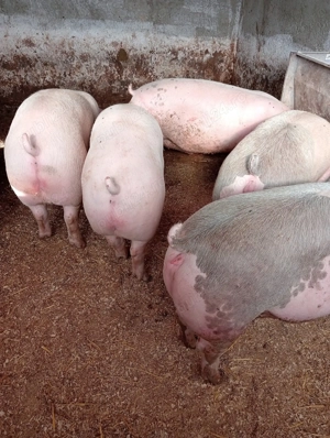 Vând porci rasă de carne  - imagine 2