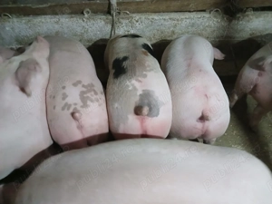 Vând porci rasă de carne  - imagine 5