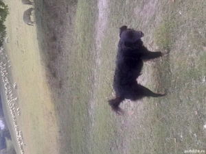 Vând câine de întors