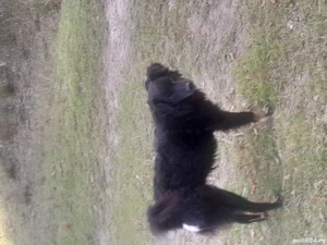 Vând câine de întors - imagine 2 Vând câine de întors - imagine 2