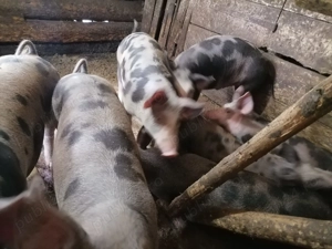 Porci de vânzare  - imagine 2