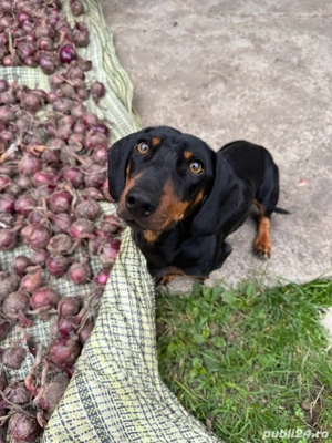 Pui teckel 2 luni - imagine 2