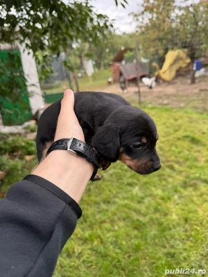 Pui teckel 2 luni - imagine 4