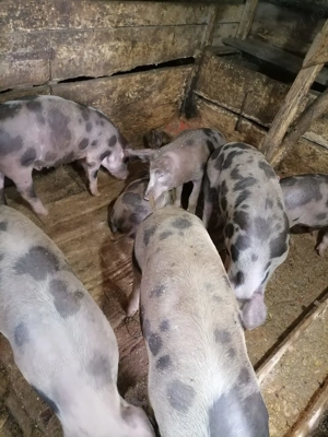 Porci de vânzare  - imagine 4