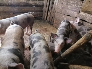 Porci de vânzare  - imagine 3