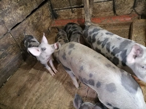 Porci de vânzare  - imagine 5