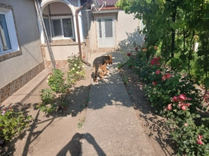 CASA de vanzare in CHILIA VECHE -jud Tulcea - imagine 2