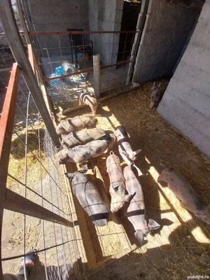 vand purcei  - imagine 2