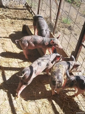 vand purcei  - imagine 3