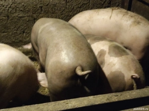 Porci de carne crescuți natural