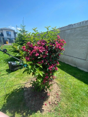 Casa de vanzare in Ciorogarla - imagine 7