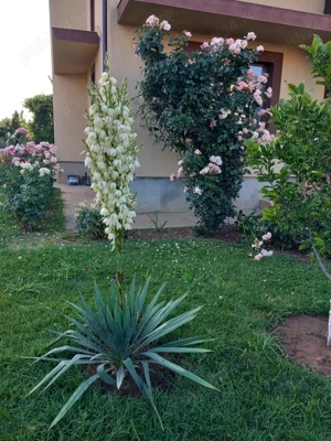 Casa de vanzare in Ciorogarla - imagine 8