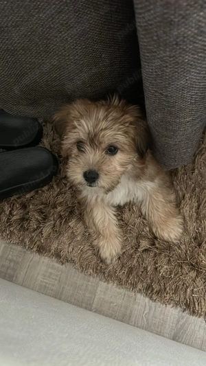 Catel pudel maltipoo jucaus