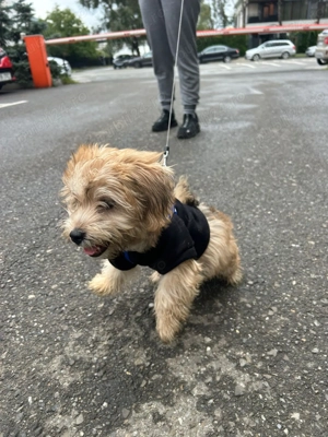 Catel pudel maltipoo jucaus - imagine 2 Catel pudel maltipoo jucaus - imagine 2