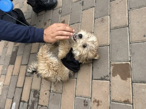 Catel pudel maltipoo jucaus - imagine 5 Catel pudel maltipoo jucaus - imagine 5