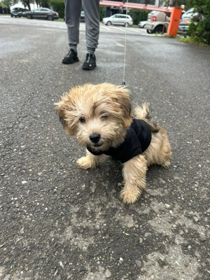 Catel pudel maltipoo jucaus - imagine 3 Catel pudel maltipoo jucaus - imagine 3