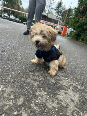 Catel pudel maltipoo jucaus - imagine 4 Catel pudel maltipoo jucaus - imagine 4