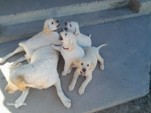 Căței labrador caută  stăpâni iubitori