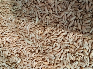 Vând  Tricicale .  - imagine 3