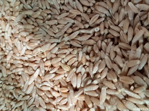 Vând  Tricicale .  - imagine 2