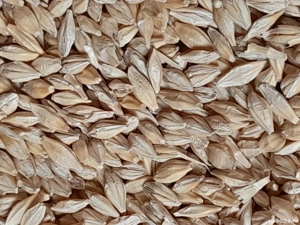 Vând Orzoaică și Tricicale pentru semănat. 