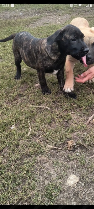 Vând căței de cane corso  - imagine 3 Vând căței de cane corso  - imagine 3