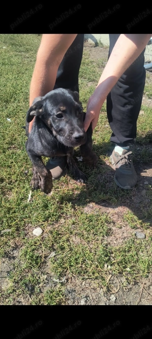 Vând căței de cane corso 