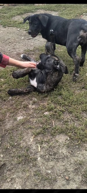 Vând căței de cane corso  - imagine 4 Vând căței de cane corso  - imagine 4