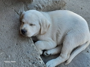 Căței labrador caută  stăpâni iubitori - imagine 2 Căței labrador caută  stăpâni iubitori - imagine 2