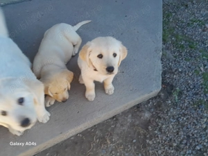 Căței labrador caută  stăpâni iubitori - imagine 3 Căței labrador caută  stăpâni iubitori - imagine 3