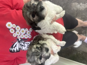 Vând 3 bichon în vârstă de 10 săptămâni  - imagine 2 Vând 3 bichon în vârstă de 10 săptămâni  - imagine 2