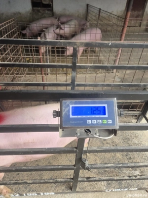 Porci la cantar de la 100 la 300 kg