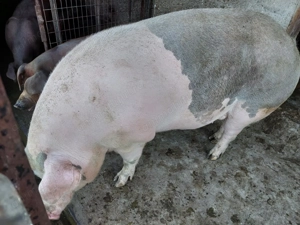 Vând scroafă,pentru sacrificare.