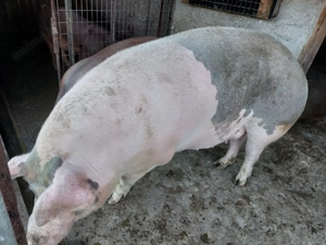 Vând scroafă,pentru sacrificare. - imagine 3