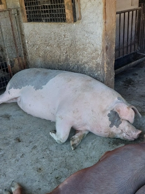 Vând scroafă,pentru sacrificare. - imagine 2