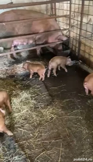 purcei de vanzare - imagine 4