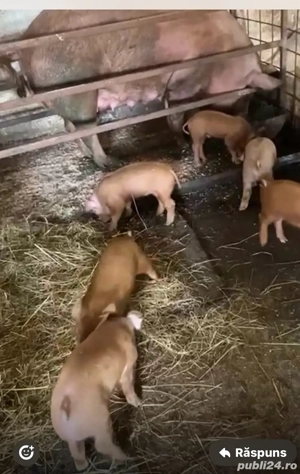 purcei de vanzare - imagine 3